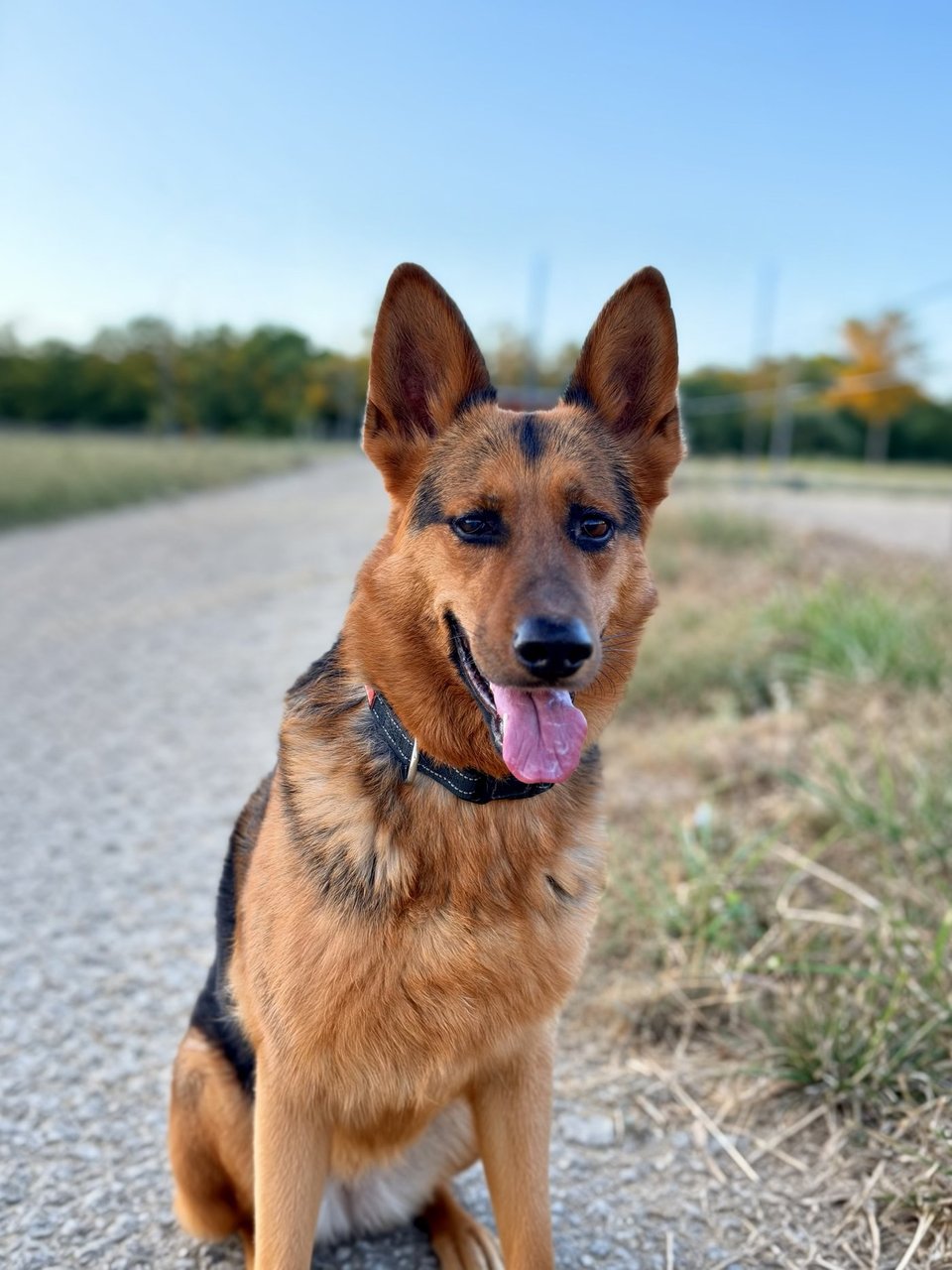 Kiara, Berger Allemand
